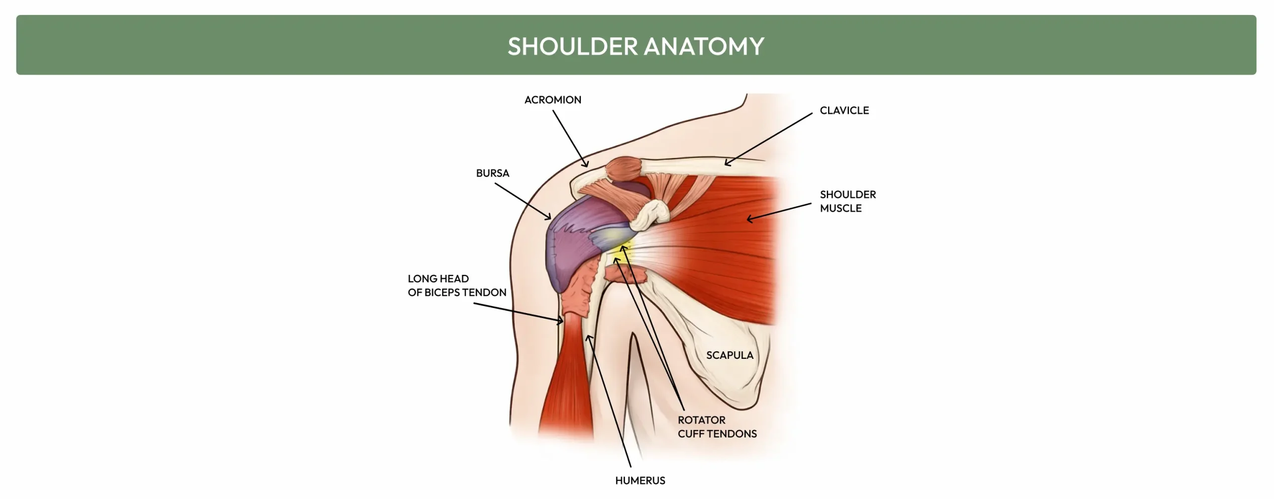 Shoulder Anatomy 1 scaled